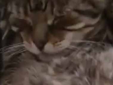 【ネコ】 近所で朝からリフォーム工事をしていた。うるさいけど猫はまだ寝ていたい → 耳をこうします…