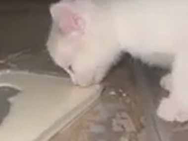 ちっこい子猫がミルクを飲んでいた。まだ上手に飲めないようだ → お鼻がこうなっちゃう…