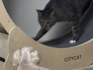 ネコが回し車で遊んでいた。それを犬が隣で見ていた。ちょっと機嫌が悪いのかな？ → 猫はこうします…