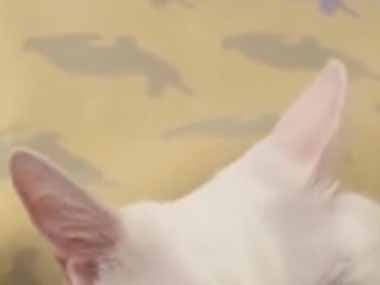 ネコはどんな様子なの？ この枕は最高だ！ → ハマった猫はこんな顔です…