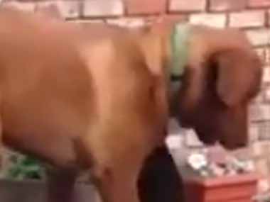 お父さんが庭仕事をしているとイヌがやってきた。手伝うよ！ → すると犬はこうしちゃう…