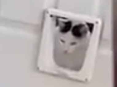 猫がペットドアの向こうにいた。犬は気づいていなかった → こうなった…