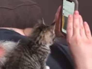 子ネコが胸の上に座っていた お父さんがスマホの画面をスクロール 子猫はこうした 猫の動画 ねこわん 子ネコが胸の上に座っていた お父さんがスマホの画面をスクロール 子猫はこうした 猫の動画 ねこわん