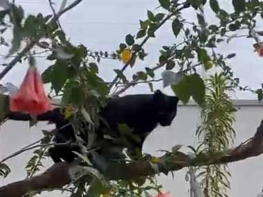 ネコが庭の木に登った。その枝には網がぶら下がっている → 猫のお気に入りの場所はこちらです…