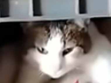 １匹のネコがくつろいでいた。天然の抱き枕♪ → 鶏小屋でこうなります…