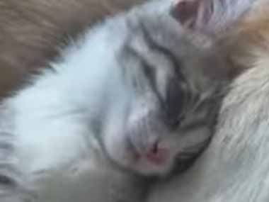 子ネコが安心して眠っていた。あったかくて揺れも心地よい♪ → 寝ている場所はこちらです…