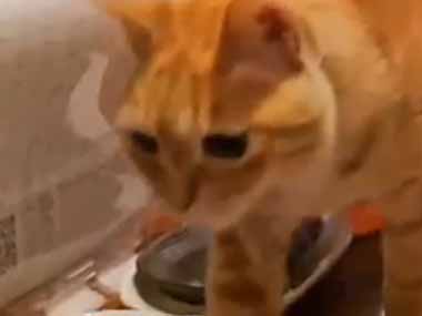 ここはネコ好きが連日通う居酒屋さん。いらっしゃ～い♪ → カウンターはこんな様子です…