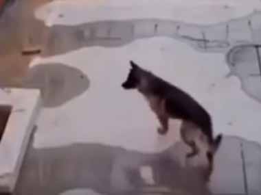 １匹のイヌが穴に落ちてしまった。あの、助けてください！ → 通りがかった人にもう１匹の犬がアピールです…