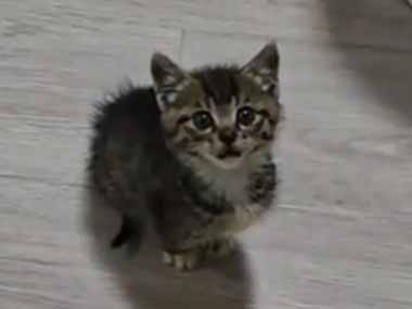 子ネコは床で待っていた。私がミルクの準備をする → 元気な子猫はこうなります…