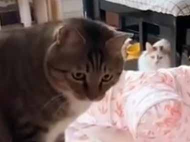 ネコに向かって小さな毛玉を弾いてみる。ていっ！ → 猫の動体視力、さすがです…