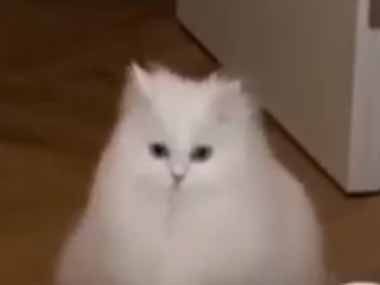 【ネコ】 廊下にたくさん紙コップが置いてあった。いろんなパターンの障害物！ → 猫、挑戦します…