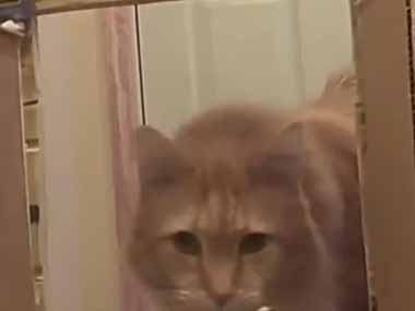 ネコのう〇ちを同居犬が食べてしまうことがある。どうしよう → こんなモノを作ってみました…