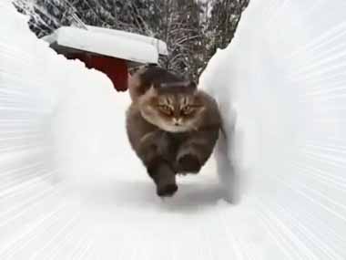 ネコが荒れ地を走ってくる。コーナリングもお手のもの！ → ラリーカーのような猫たちはこちらです…