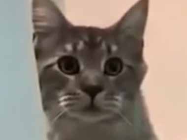 ネコはけっこう色んな顔をする。むむむっ ファッ！？ → 表情豊かな猫たちはこちらです…