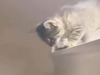 子ネコが飼い主のピアノ演奏を眺めていた。ショパンはこうしたほうが良い♪ → 子猫、変更を加えます…