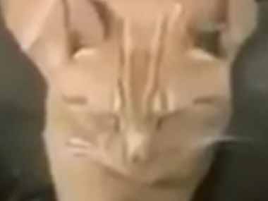 ネコが眠るのにルールはない。好きな所で寝るし、ポーズも自由だ！ → そんな猫たちはこちらです…