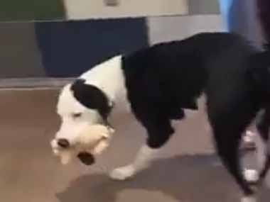 ここは犬の保護施設。床にはたくさんのオモチャが並んでいた → 犬たちへのクリスマスプレゼントです…