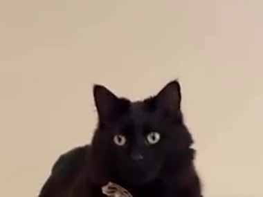 猫がダンボールの上でくつろいでいた。なぜそこは崩れない？ → 猫、絶妙なバランスです…