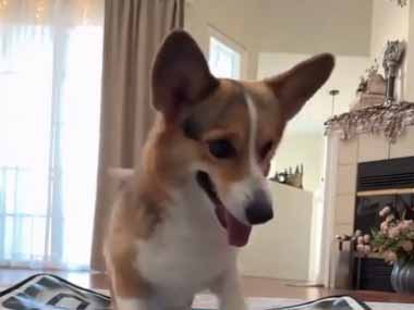 犬はボールを待っていた。ダンスダンスレボリューション♪ → 犬、こんな動きです…