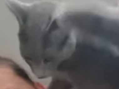 【ネコ】 私が寝転んでいると猫が乗ってきた。優しいヘッドロック♪ → 猫はこうします…