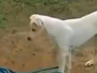 庭で犬がホースを引っ張って遊んでいた。「・・・あっ」 → 犬、やっちまう…