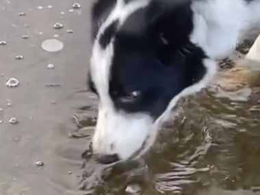 イヌが公園で遊んでいた。水たまりには氷が張っている → 犬、砕氷船です…