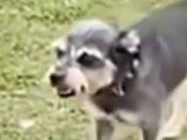 ９月になってもまだ暑い日。そんな中、犬たちはどうするの？ → こうします…