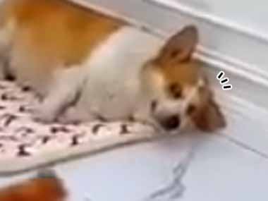 【イヌ】 床に落ちたオカズを犬にあげようとしてみた。でもいらないようだ。ゴミ箱に捨ててみた → すると…