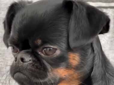 犬が何度もこっちを見てくる。チラチラ♪ → 犬、恥ずかしがり屋さんのようです…