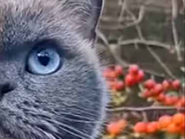 １匹のネコが庭にいた。ハーフ＆ハーフ♪ → 猫の顔はこんなんです…