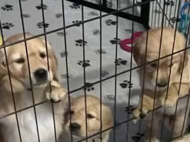 子犬たちはケージの中にいた。子育て中に少しだけリフレッシュ♪ → 母犬はこうなります…