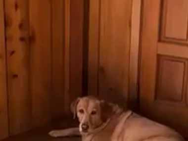 うちにはネコと犬がいる。う、動けないんだワン → 猫はこんな様子です…