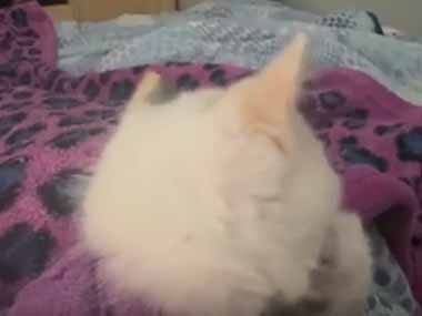 うちのネコはいつも私にくっついてくる。今日は新入り子猫が私のそばを離れない → 猫はこんな様子です…