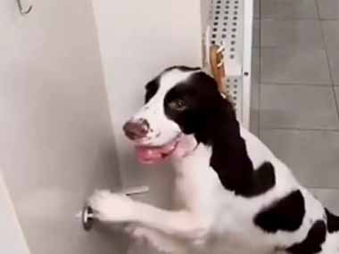 イヌが散歩から帰ってきた。自分で出来ることは自分でね♪ → 賢い犬はこうします…