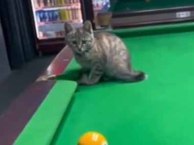 ネコがいればあなたも上級者？ ボールがころころ～♪→ ビリヤードで猫はこうします…