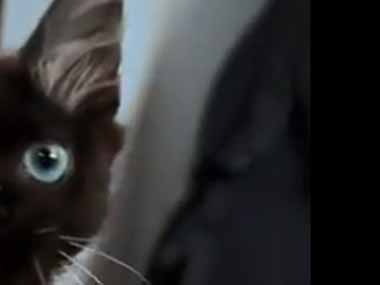 うちの子ネコはちょっと変わっている。どこがですか？ → 見たらすぐにわかります…