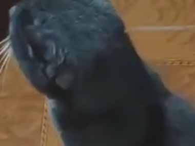 【ネコ】 今日はちょっと寒いのでストーブをつけた。なんか臭いぞ？ → 原因はこれでした…