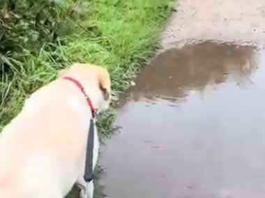 子イヌが細い道を散歩していた。水たまりを避けてスタスタ♪ → ファッ！？…