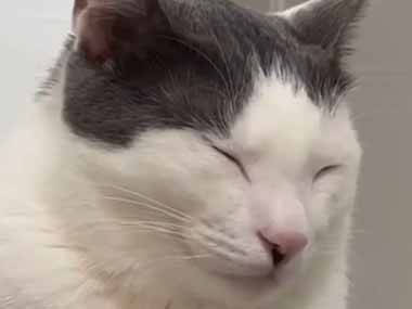 ネコ好きじゃなくても目撃したら頬が緩んでしまう。静かにウトウト♪ → 猫の「首カックン」はこちらです…