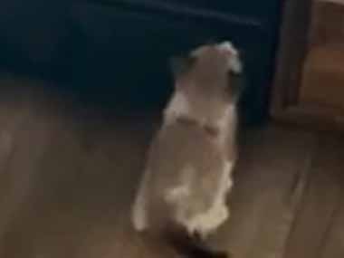 ネコの親子が食洗器の前にやってきた。お腹が空いたらこうするのよ♪ → ２匹の子猫、学びます…