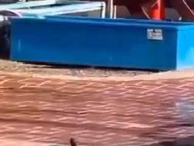 ネコが市場から出てきた。とったど～！ → 誇らしげな猫はこちらです…