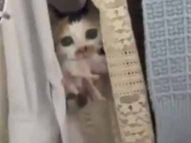 ネコ飼いがベッドでスマホをいじっていた。こっちの方が落ち着くにゃ → 子猫を産んだ母猫はこうします…