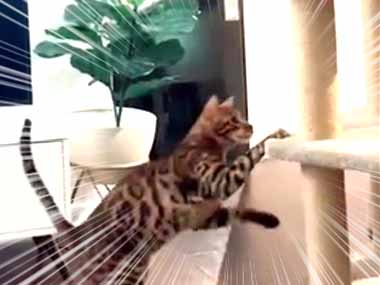 【ネコ】 飼い主がキャットタワーを移動する。ちょっ！ 持って行かないで！ → 猫、あせります… : 猫の動画 ねこわん！