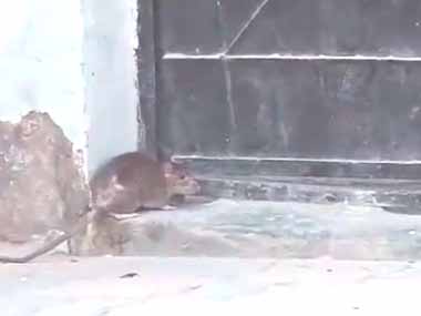 ネズミが塀の外にいた。今日もこの家に潜入だ！ → こうやって入ります…