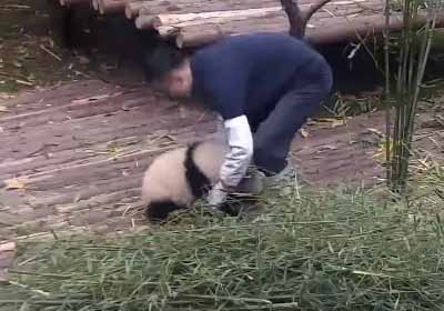 パンダは遊んでほしい 飼育員さんはお仕事中 ふたりの たたかい が始まる 猫の動画 ねこわん
