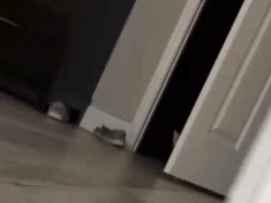 史上最強の捕食者に狙われた。隠れても無駄だ！ → 最凶の攻撃はこちらです…
