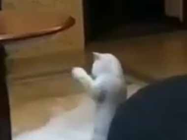 【ネコ】 お姉さんがテレビを見ながら体操をしていた。こうやるのかな？ → 猫は後ろでこうなります…