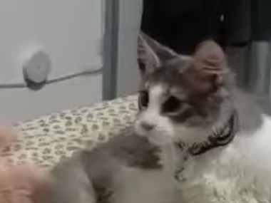 ネコの目の前で、手の中にオモチャを隠してみる。どっちに入ってる？ → 猫、さすがです…