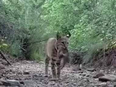 母ネコが獲物を咥えてやってきた。かーちゃんサンキュ～！ → 子猫、わんぱくです…