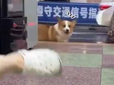 イヌの目の前で飼い主が倒れた。その手にはオヤツを持っていた → 犬はこうします…
